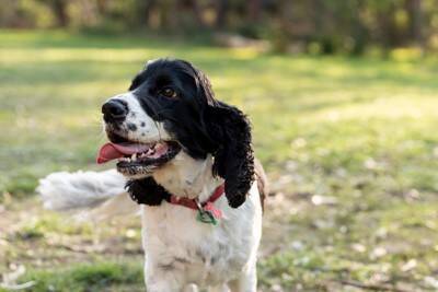 犬が『しっぽを振っている』ときの心理3つ　嬉しいだけじゃない？愛犬の気持ちを判断する方法まで