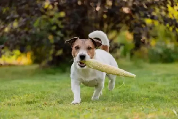 犬に与えてはいけない『夏野菜』5選　絶対NGな理由や誤食したときの危険な症状まで