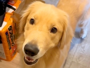 『ちょっとシャワー浴びてくるね』と大型犬に伝えた結果→ドアの前で…カメラが捉えた『尊すぎる行動』が55万再生「たまらん…」「可愛すぎ」