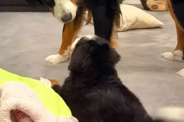 『なんなんこいつ…』初めて子犬と出会った超大型犬→仲良くなれるかなと見守っていたら…まさかの表情が78万再生「気まずい顔で草」「目ｗｗ」