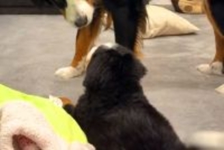 『なんなんこいつ…』初めて子犬と出会った超大型犬→仲良くなれるかなと見守っていたら…まさかの表情が78万再生「気まずい顔で草」「目ｗｗ」