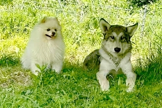 同じ大きさだった『小型犬とウルフドッグ』→3年後…見た目からは考えられない『まさかの関係性』が15万再生「小さくても勇敢」「微笑ましい」