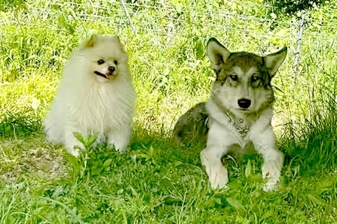 同じ大きさだった『小型犬とウルフドッグ』→3年後…見た目からは考えられない『まさかの関係性』が15万再生「小さくても勇敢」「微笑ましい」