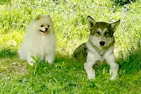 同じ大きさだった『小型犬とウルフドッグ』→3年後…見た目からは考えられない『まさかの関係性』が15万再生「小さくても勇敢」「微笑ましい」