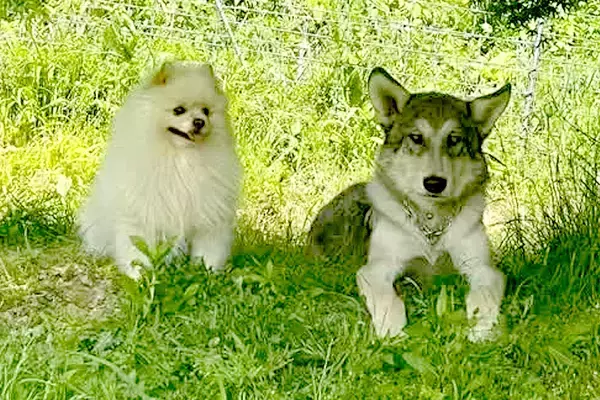 同じ大きさだった『小型犬とウルフドッグ』→3年後…見た目からは考えられない『まさかの関係性』が15万再生「小さくても勇敢」「微笑ましい」