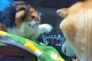 犬と猫がケンカした結果→『猫パンチ』を避けられてしまい…想像以上に『気まずい光景』が62万再生「圧凄すぎｗ」「精神的ダメージ与えてて草」
