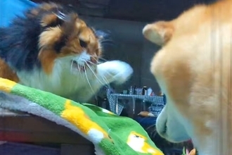犬と猫がケンカした結果→『猫パンチ』を避けられてしまい…想像以上に『気まずい光景』が62万再生「圧凄すぎｗ」「精神的ダメージ与えてて草」