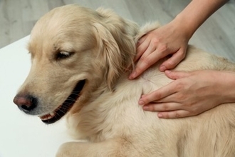 犬の体に『ノミ』を見つけたらどうすべき？絶対にやってはいけないNG行為まで解説