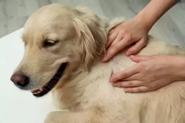 犬の体に『ノミ』を見つけたらどうすべき？絶対にやってはいけないNG行為まで解説