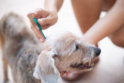 犬の体に『ノミ』を見つけたらどうすべき？絶対にやってはいけないNG行為まで解説