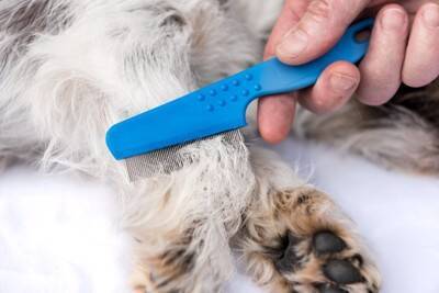 犬の体に『ノミ』を見つけたらどうすべき？絶対にやってはいけないNG行為まで解説