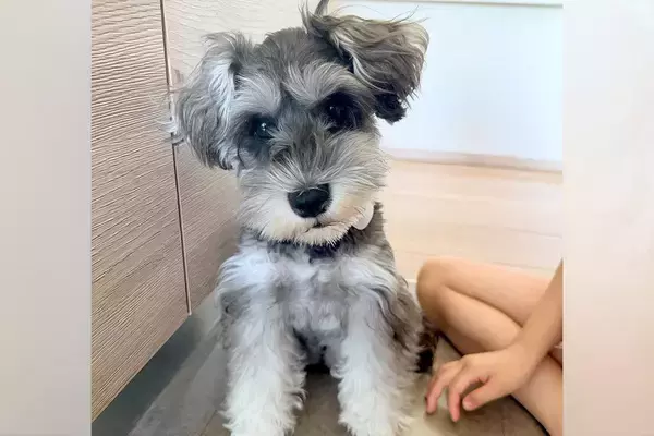 ふわふわの犬を『お風呂に入れた』結果→体の形が変わって…別犬すぎる『衝撃のビフォーアフター』に2万いいね「溶けてて草」「同じ子？ｗｗ」