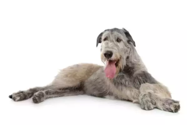 日本ではあまり見かけない『珍しい犬種』5選　どうやって迎えたらいいの？飼育の注意点まで解説