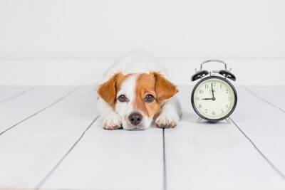 犬が『捨てられた』と勘違いしてしまう行動7選　愛犬を悲しませる絶対NG行為や不安にさせないために意識すべきことまで