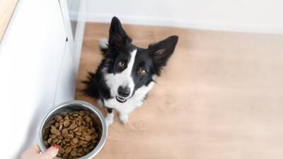 犬が『捨てられた』と勘違いしてしまう行動7選　愛犬を悲しませる絶対NG行為や不安にさせないために意識すべきことまで