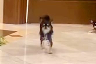 結婚式で犬たちが『リングドッグ』をした結果→『2匹ともくるかな』と思いきや…衝撃的な『まさかの態度』が150万再生「どっちも愛おしい」