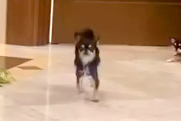結婚式で犬たちが『リングドッグ』をした結果→『2匹ともくるかな』と思いきや…衝撃的な『まさかの態度』が150万再生「どっちも愛おしい」