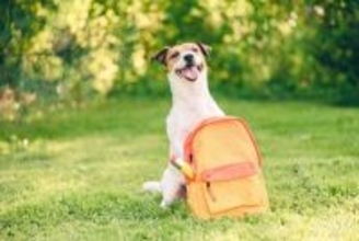 犬なしの旅行でチェックするべきこと３選　愛犬が安心安全に過ごすための選択肢とは