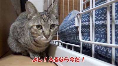 犬の部屋に『猫が潜入するドッキリ』を仕掛けた結果…まさかの『リアクション』が面白過ぎると65万再生「放心状態で草」「岩のようｗ」と爆笑