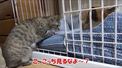 犬の部屋に『猫が潜入するドッキリ』を仕掛けた結果…まさかの『リアクション』が面白過ぎると65万再生「放心状態で草」「岩のようｗ」と爆笑