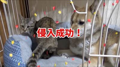 犬の部屋に『猫が潜入するドッキリ』を仕掛けた結果…まさかの『リアクション』が面白過ぎると65万再生「放心状態で草」「岩のようｗ」と爆笑