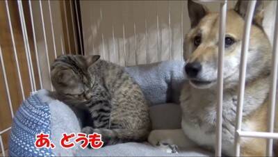 犬の部屋に『猫が潜入するドッキリ』を仕掛けた結果…まさかの『リアクション』が面白過ぎると65万再生「放心状態で草」「岩のようｗ」と爆笑