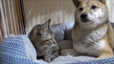 犬の部屋に『猫が潜入するドッキリ』を仕掛けた結果…まさかの『リアクション』が面白過ぎると65万再生「放心状態で草」「岩のようｗ」と爆笑