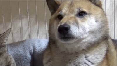 犬の部屋に『猫が潜入するドッキリ』を仕掛けた結果…まさかの『リアクション』が面白過ぎると65万再生「放心状態で草」「岩のようｗ」と爆笑