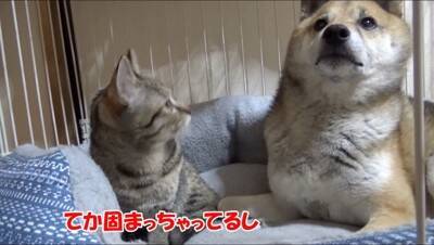 犬の部屋に『猫が潜入するドッキリ』を仕掛けた結果…まさかの『リアクション』が面白過ぎると65万再生「放心状態で草」「岩のようｗ」と爆笑