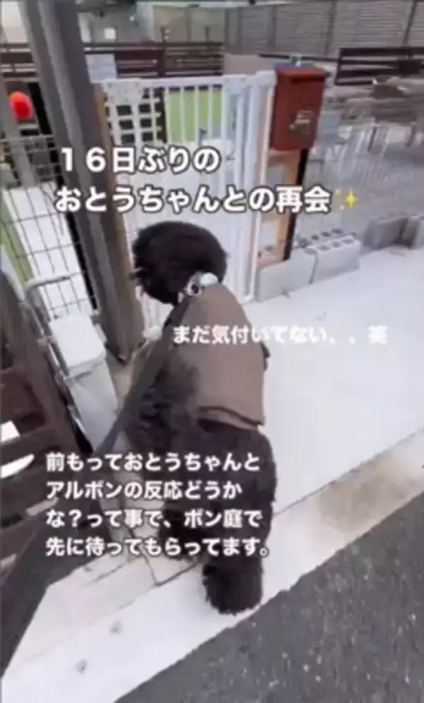 16日ぶりにお父さんが出張から帰宅→2匹の犬にサプライズをした結果…疲れも吹き飛ぶ『微笑ましい光景』が7万再生「最高」「泣ける」の声