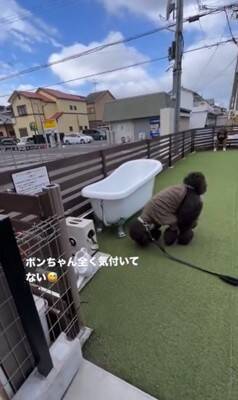 16日ぶりにお父さんが出張から帰宅→2匹の犬にサプライズをした結果…疲れも吹き飛ぶ『微笑ましい光景』が7万再生「最高」「泣ける」の声