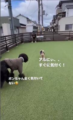 16日ぶりにお父さんが出張から帰宅→2匹の犬にサプライズをした結果…疲れも吹き飛ぶ『微笑ましい光景』が7万再生「最高」「泣ける」の声