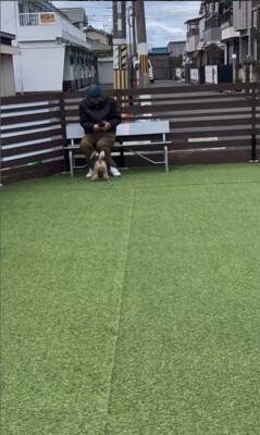 16日ぶりにお父さんが出張から帰宅→2匹の犬にサプライズをした結果…疲れも吹き飛ぶ『微笑ましい光景』が7万再生「最高」「泣ける」の声