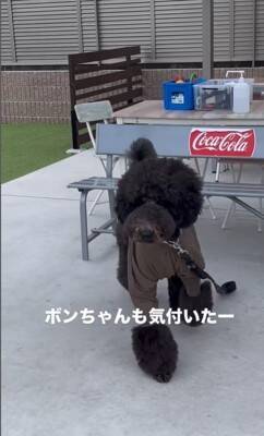 16日ぶりにお父さんが出張から帰宅→2匹の犬にサプライズをした結果…疲れも吹き飛ぶ『微笑ましい光景』が7万再生「最高」「泣ける」の声