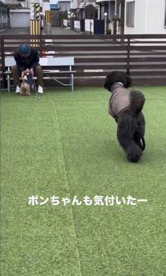 16日ぶりにお父さんが出張から帰宅→2匹の犬にサプライズをした結果…疲れも吹き飛ぶ『微笑ましい光景』が7万再生「最高」「泣ける」の声