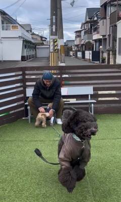 16日ぶりにお父さんが出張から帰宅→2匹の犬にサプライズをした結果…疲れも吹き飛ぶ『微笑ましい光景』が7万再生「最高」「泣ける」の声