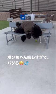 16日ぶりにお父さんが出張から帰宅→2匹の犬にサプライズをした結果…疲れも吹き飛ぶ『微笑ましい光景』が7万再生「最高」「泣ける」の声