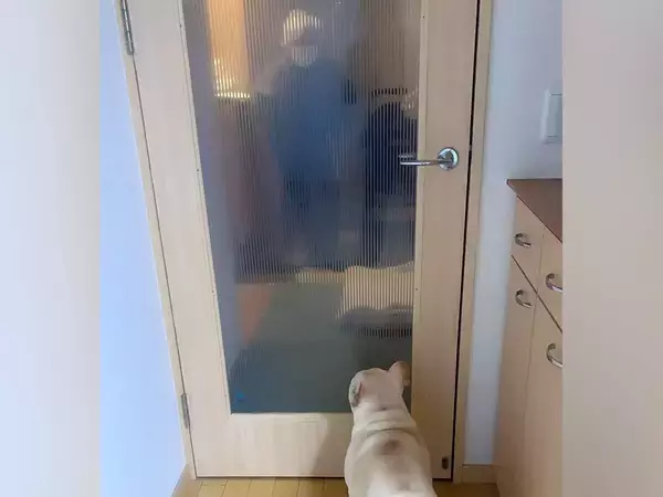 ガラス越しにおばあちゃんを見つけた犬→喜びがあふれだして…大興奮で見せた『おしりプリプリ』が25万再生「喜びの舞」「何回も見れる」と絶賛