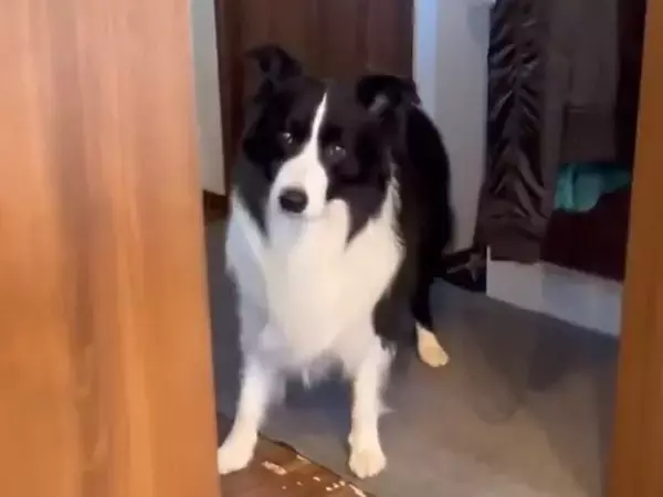 犬と『お風呂に入る約束』をした翌日→すっかり忘れていて…『まさかの行動』が賢すぎると58万表示「もう社会人なれるだろ」「天才、びっくり」