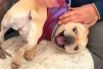 近所のおばあちゃんから『家寄っていきな』と誘われたので、犬を連れてお邪魔した結果…予想外の図々しい光景に爆笑「馴染んでて草」「初めて？」