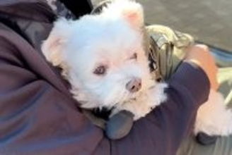 リハビリのため入院中のパパ→ママが『犬を連れて病院に会いに行った』結果…1ヶ月ぶりの『再会の瞬間』に思わず涙「すごく感動した」「強い絆」