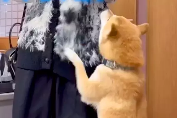 『赤ちゃんの頃からお世話してくれた元シッターさん』と再会した犬→気付いた瞬間…思わず感動する光景が話題「尊すぎて泣く」「全身全霊の喜び」