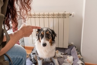 犬を怖がらせてしまう『絶対NG行為』5つ　愛犬に恐怖心を植え付ける飼い主の行動とは？