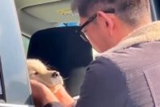 犬が亡くなり、毎日泣いていた父→内緒で『子犬』を迎えた結果…思わず涙が溢れる『宝物のような光景』が51万再生「泣いた…」「素敵な家族」