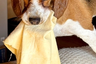 お風呂上がり、タオルを奪って逃走した犬→想像を遥かに超える『極悪すぎる表情』が27万表示「顔たまらんｗｗ」「悪い雰囲気が可愛い」と絶賛