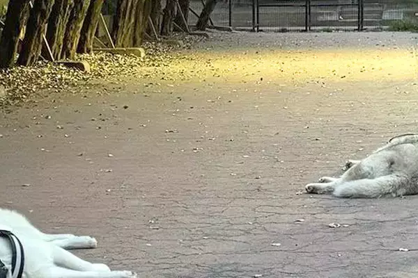 『嘘みたいだろ…』ドッグランに出かけた大型犬→はしゃぎ回るかと思ったら…まさかの『楽しみ方』に11万いいね「ドッグダラン」「可愛すぎ」