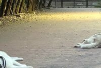 『嘘みたいだろ…』ドッグランに出かけた大型犬→はしゃぎ回るかと思ったら…まさかの『楽しみ方』に11万いいね「ドッグダラン」「可愛すぎ」