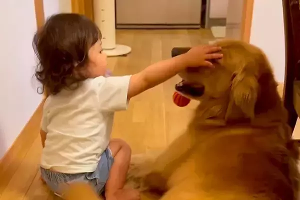 小さな女の子が大型犬を撫でた結果→手が短くて届かずに…ワンコとは思えない『まさかの気遣い』に6万いいね「思いやり凄い」「なんて優しさ」