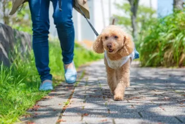 犬の散歩で『絶対避けるべきルート』5選　事故やトラブルを招く危険な場所とは？
