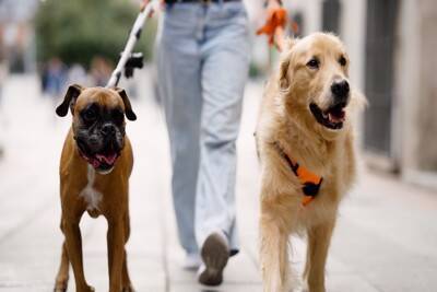 犬の散歩で『絶対避けるべきルート』5選　事故やトラブルを招く危険な場所とは？